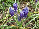 Grape Hyacinth